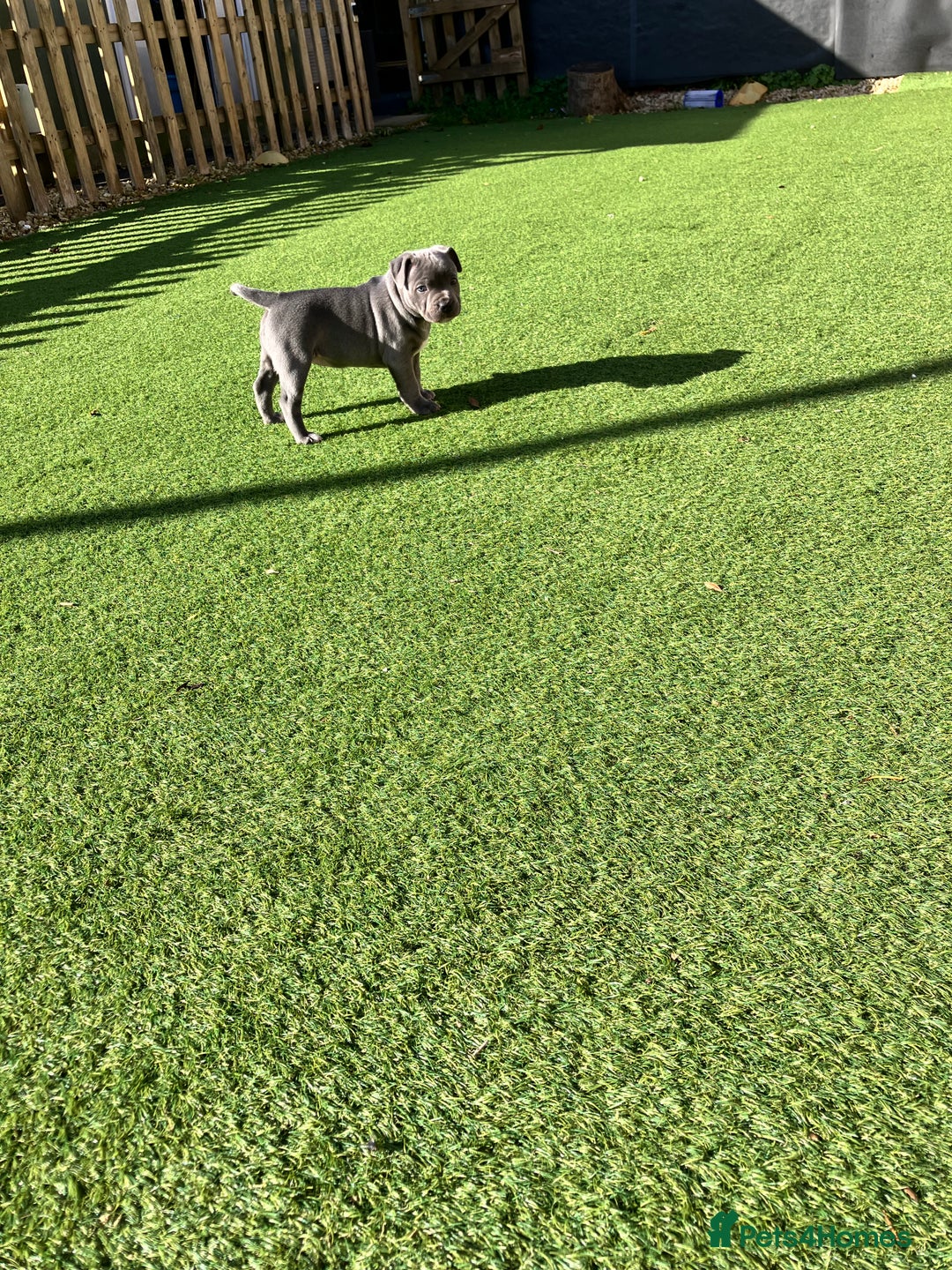 Staffordshire Bull Terrier dogs for sale: 2 blue staffy girls  - Image 6
