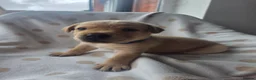 Labrador Retriever dogs for sale: Beautiful labrador puppies  - Advert 22