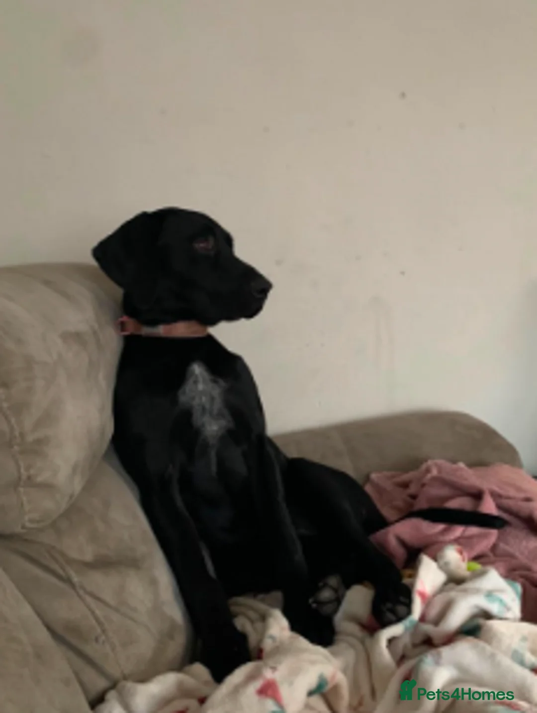 Mixed Breed dogs for sale: Beautiful German Shorthair Pointer x Black Lab in Warwick - Advert 2