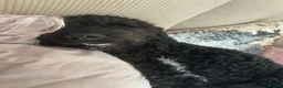 Cockapoo dogs for sale: Brother and sister in need of new home  in Addlestone - Advert 5