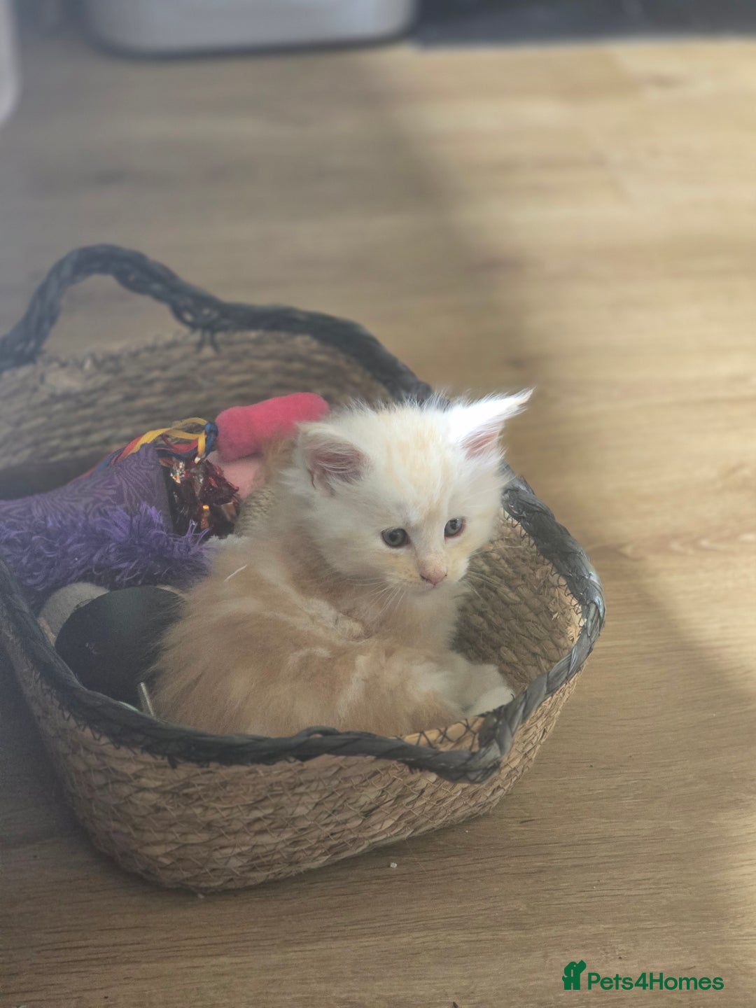 Maine Coon cats for sale: TICA Pedigree Maine Coon Kittens  - Image 25