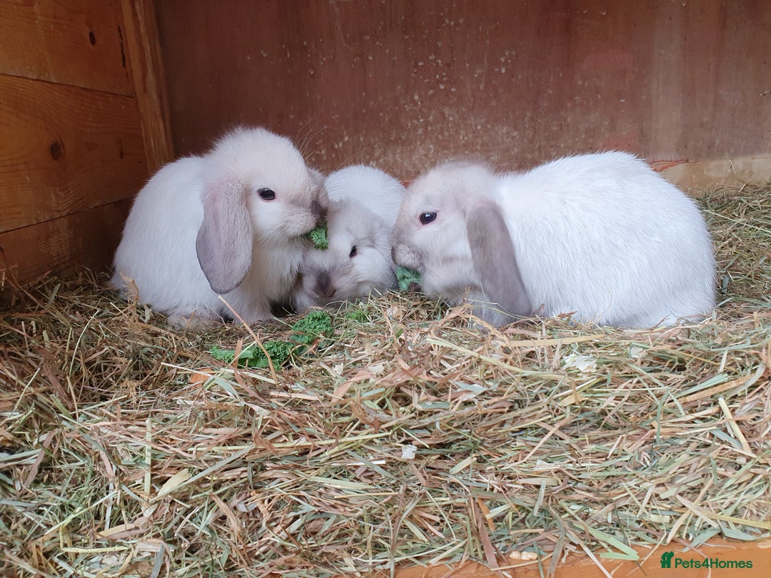 Mini Lop rabbits for sale: Spayed/neutered rabbits for adoption - Image 17