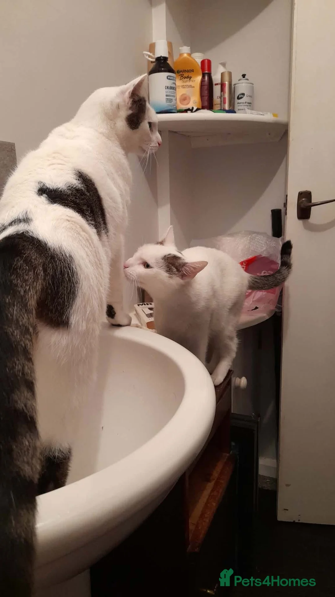 Mixed Breed cats for adoption: Beautiful Keanu and snow  - Advert 12