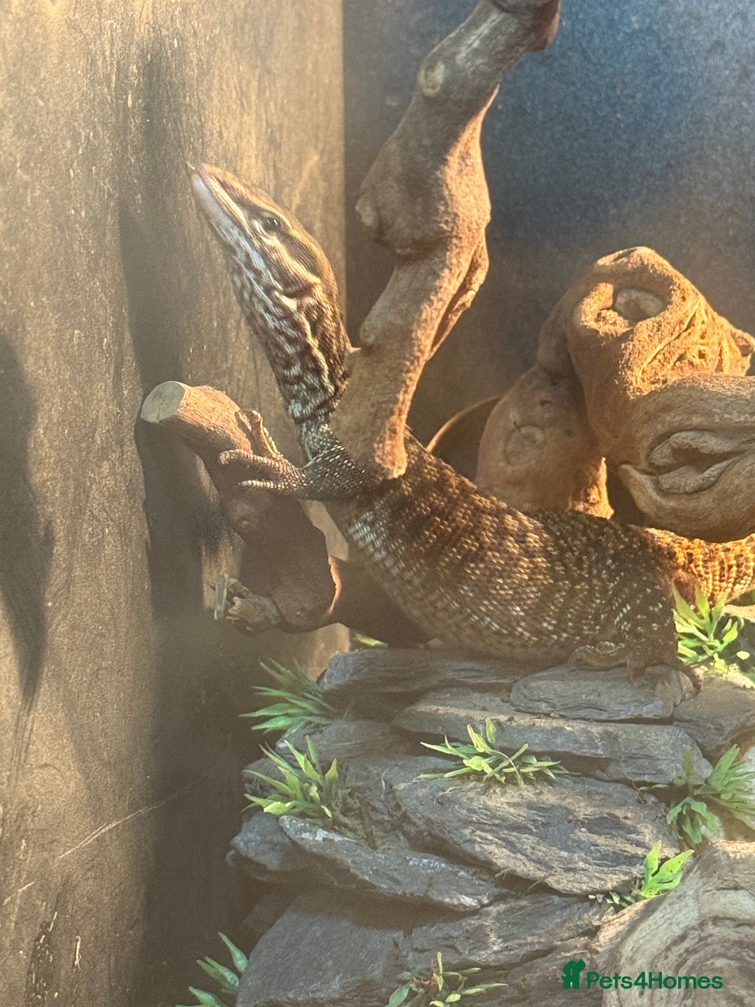 Monitor reptiles for sale: Ackie Monitor - Image 1