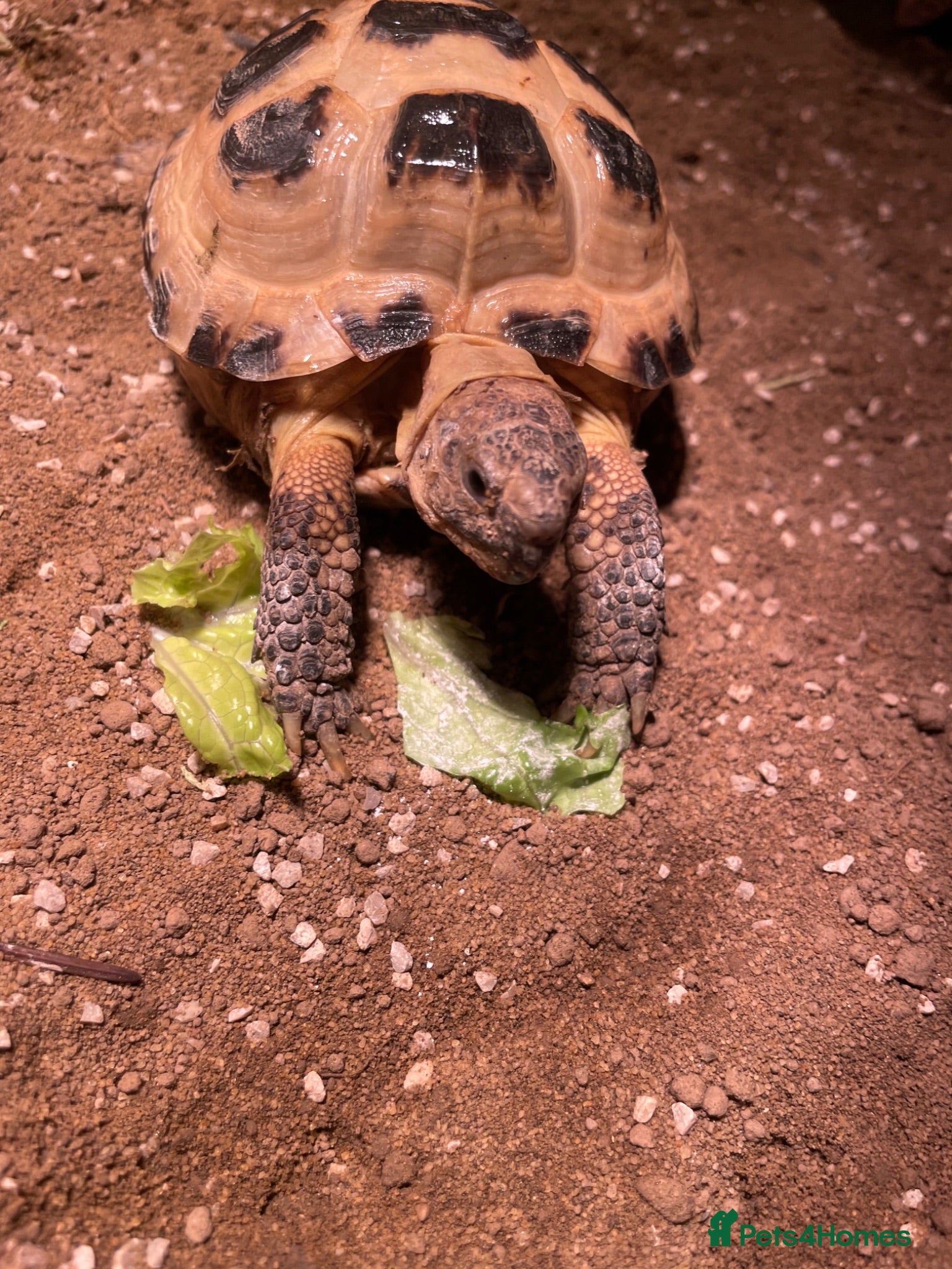 Tortoise reptiles Horsefeild Tortoise also know as russian tortoise  - Advert 10