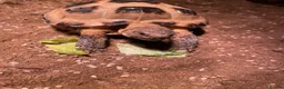 Tortoise reptiles for sale: Horsefeild Tortoise also know as russian tortoise  in Mansfield - Advert 1