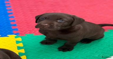 Labrador Retriever dogs - Advert 3