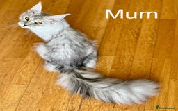 Maine Coon cats for sale: Stunning Pedigree Maine Coon Kitten – Active - Image 5