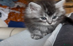 Persian cats for sale: ALL SOLD! PERSIAN-RAGDOLL KITTENS - Image 20
