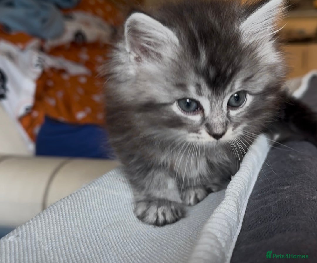 Persian cats for sale: ALL SOLD! PERSIAN-RAGDOLL KITTENS - Image 20