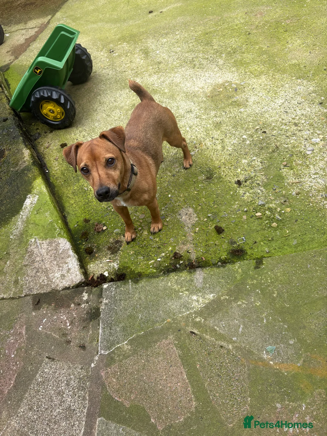 Jack Russell dogs for sale: Jack Russell terrier for rehome 2 years old  in Bishop Auckland - Advert 2