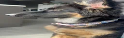 German Shepherd dogs for sale: German Shepherd Puppy  - Advert 4