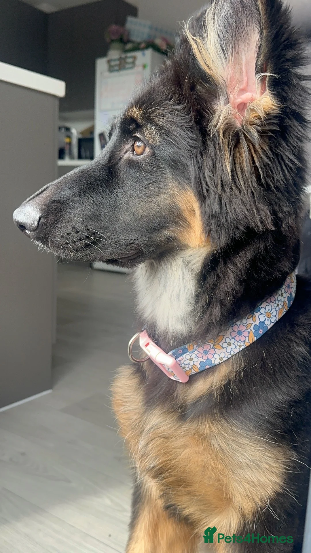 German Shepherd dogs for sale: German Shepherd Puppy  - Advert 4