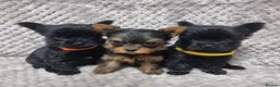 Yorkshire Terrier dogs for sale: Yorkshire Terrier  - Advert 1