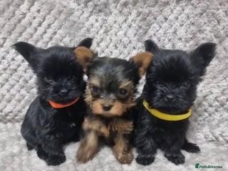 Yorkshire Terrier dogs Yorkshire Terrier - Advert 14