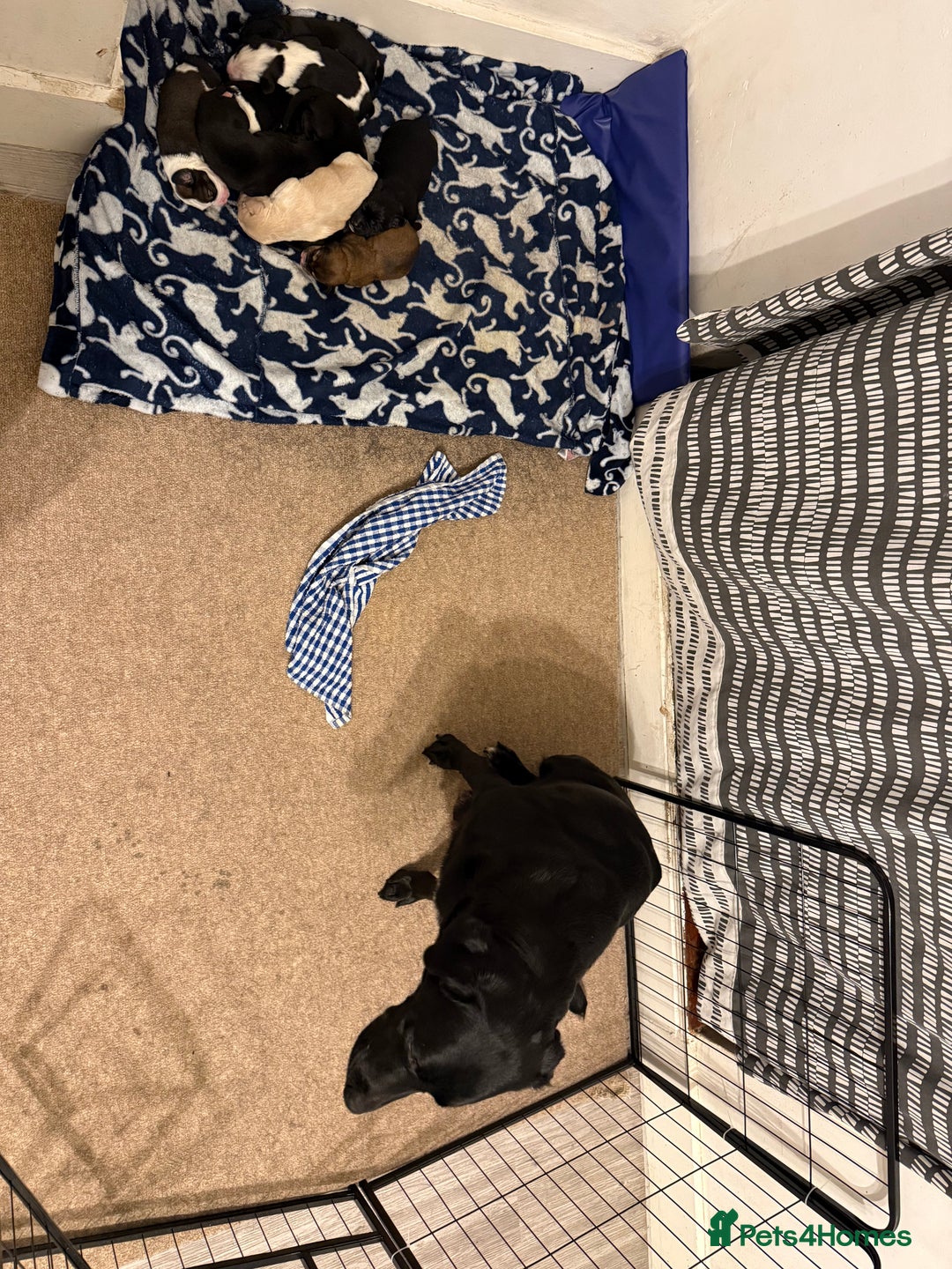 Cockerdor dogs for sale: Cocker spaniel/ Labrador puppies  - Advert 1