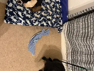 Cockerdor dogs Cocker spaniel/ Labrador puppies - Advert 18