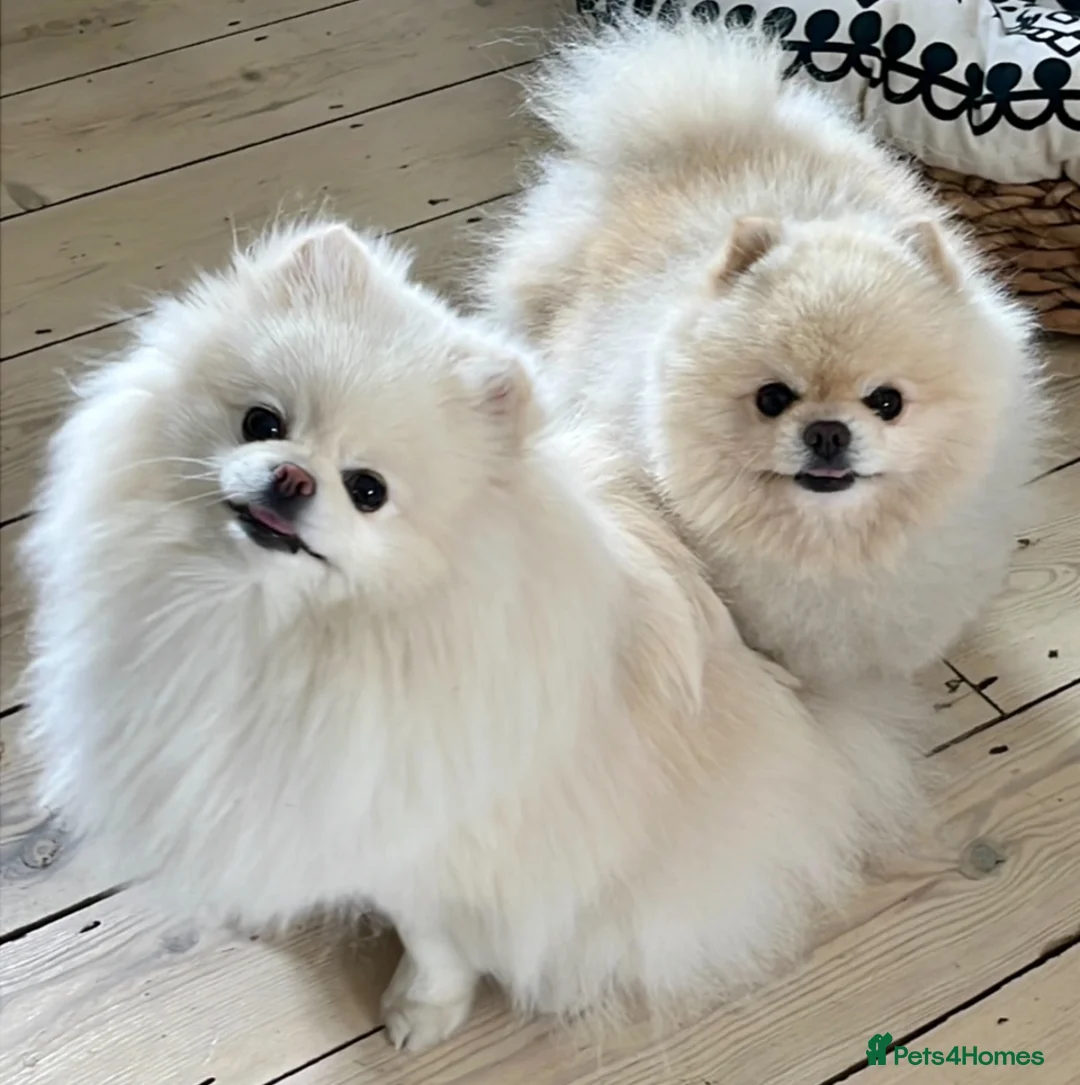 Pomeranian dogs for sale: Beautiful 3yr old female pom - Advert 1