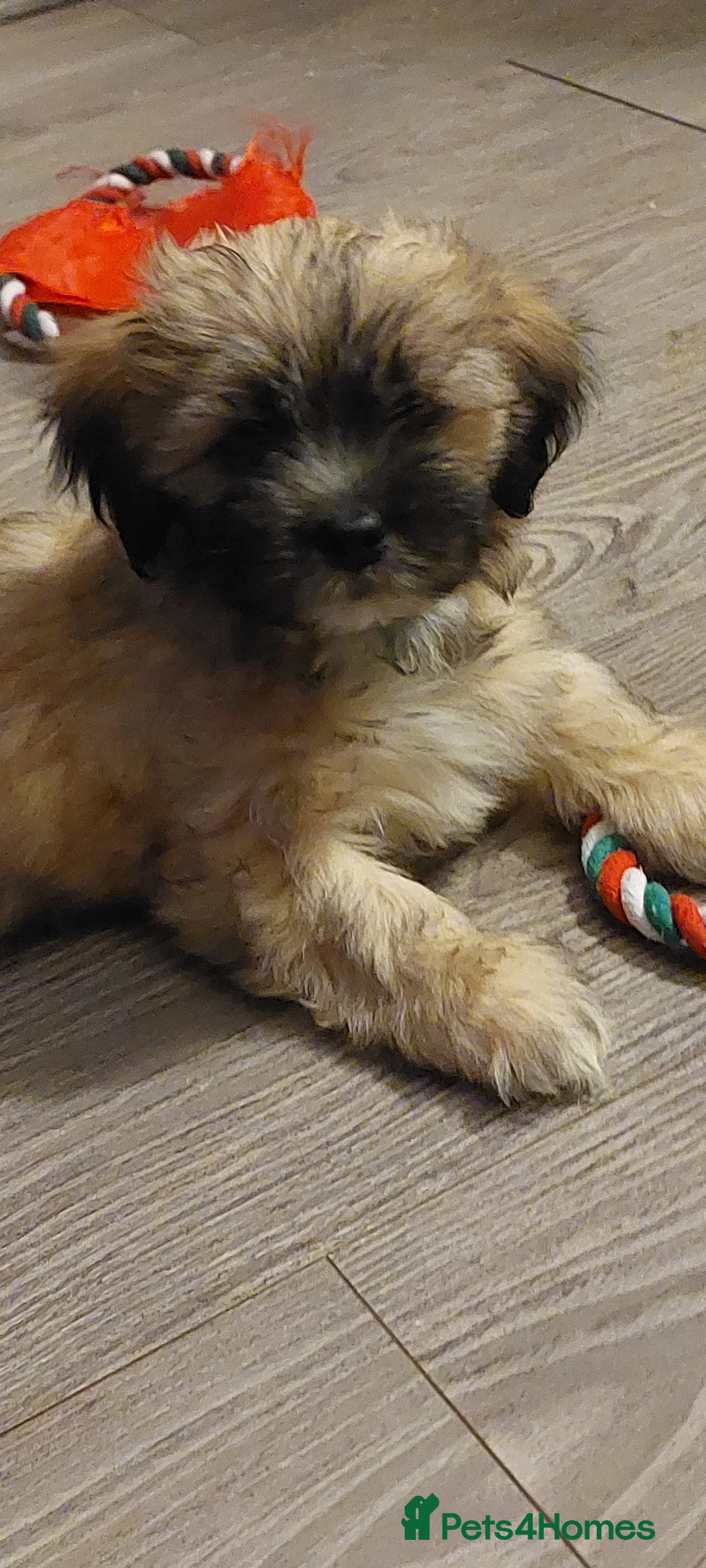 Lhasa Apso dogs for sale: KC REG LHASA APSO PUPS(1 boy left  pale blue) - Advert 7