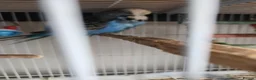 Budgerigars birds for sale: Budgies available now 🐦🐦‍⬛🦜🦚 - Advert 5