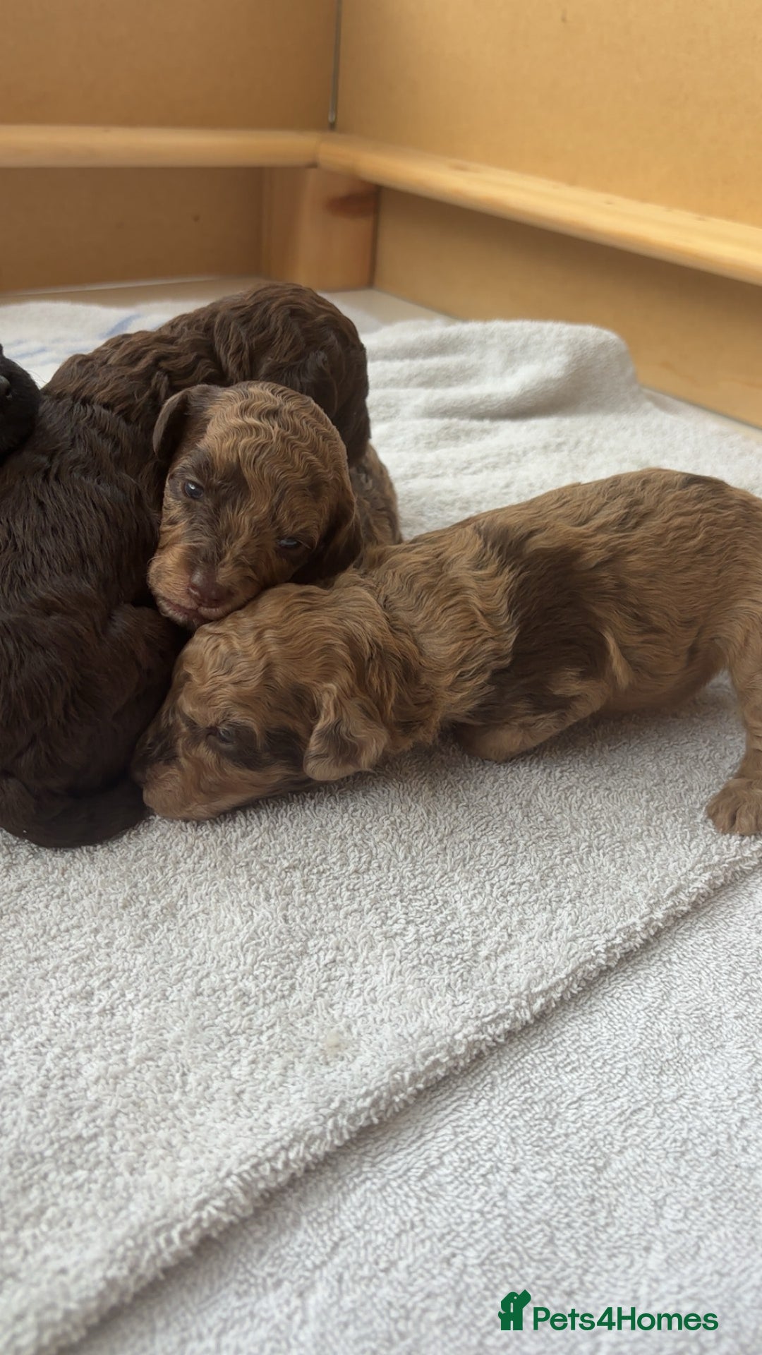 Miniature Poodle dogs for sale: Miniature poodles REDUCED READY TO LEAVE NOW  - Image 6