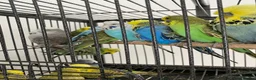 Budgerigars birds for sale: exhibition budgies in Coventry - Advert 5