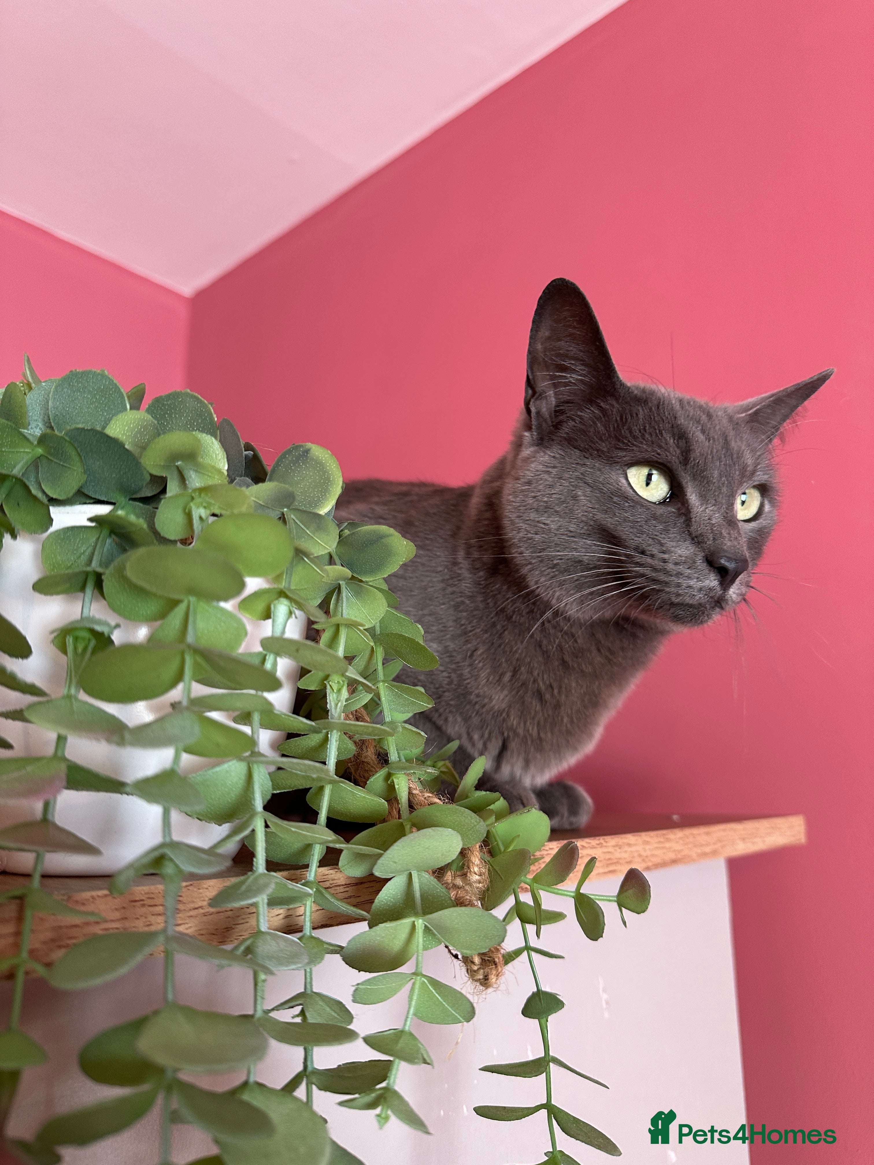 Oriental cats Stunning oriental girl - Advert 1