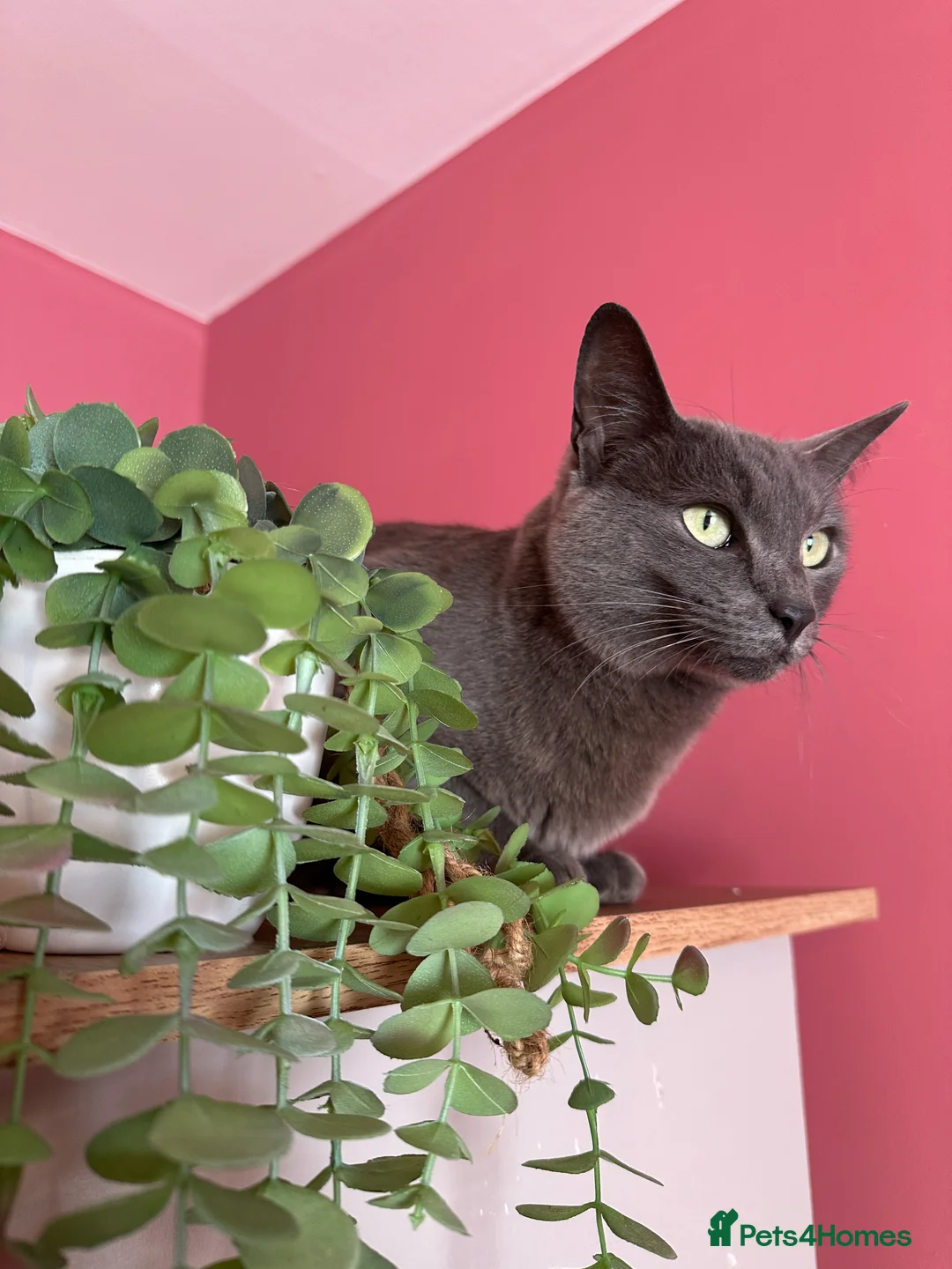 Oriental cats for sale: Stunning oriental girl - Advert 1