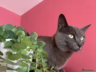 Oriental cats Stunning oriental girl - Advert 1