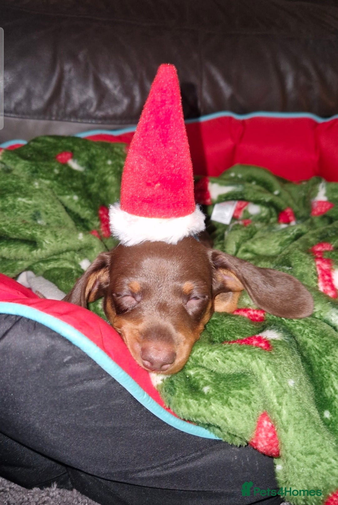 Miniature Dachshund dogs for sale: 1 beautiful kc puppy left ready 25/12/25 - Advert 1