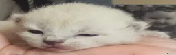 Burmese cats for sale: Burmese/snowshoe ragdoll - Advert 3