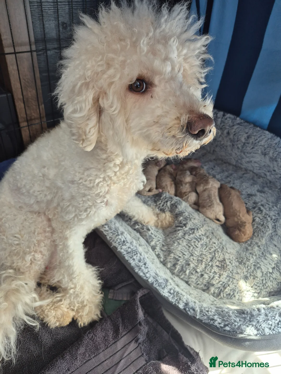 Double Doodle dogs for sale: Double doodle puppies - Advert 1