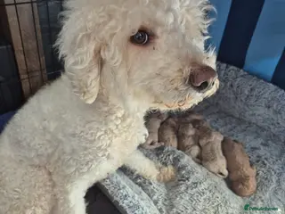 Double Doodle dogs Double doodle puppies - Advert 4