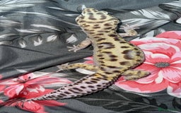 Gecko reptiles for sale: Breeding Adults Leopards and African Fat Tails  - Image 11