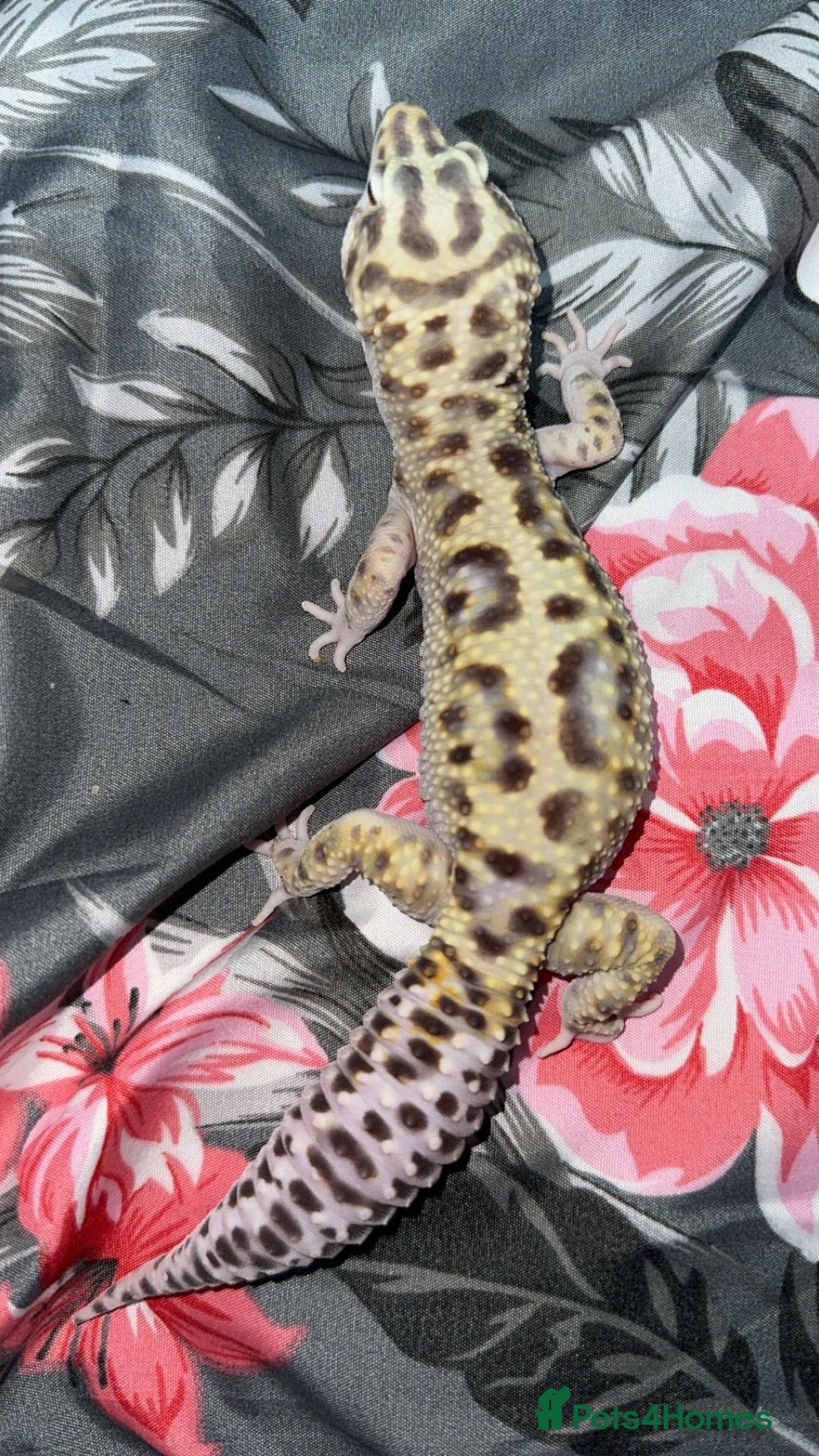 Gecko reptiles for sale: Breeding Adults Leopards and African Fat Tails  - Image 11
