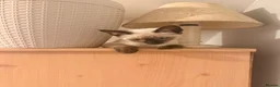 Ragamese cats for sale: Beautiful Ragamese kittens - Advert 17