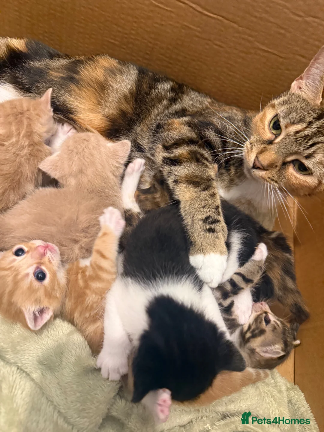 Mixed Breed cats for sale: Mixed Breed Kittens - Advert 1