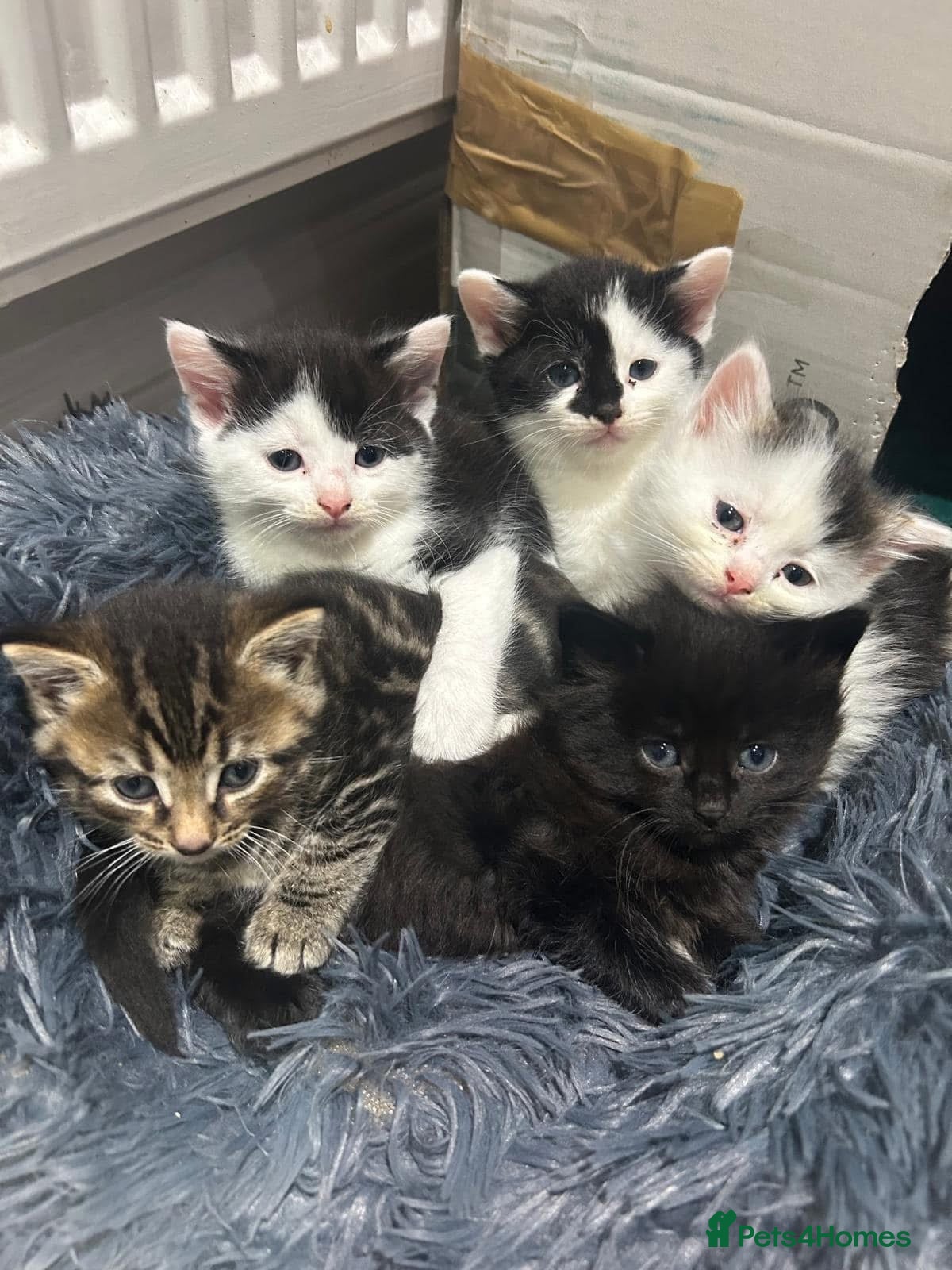 Mixed Breed cats for sale: Kittens available  - Advert 2
