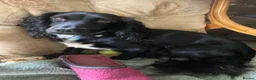 Sprocker dogs for sale: 8 beautiful healthy friendly little Sprocker pups - Advert 19
