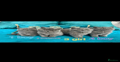 British Shorthair cats - Advert 1