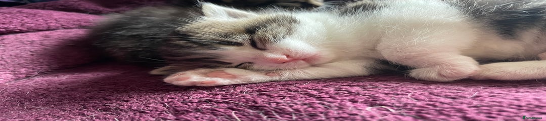 Domestic Shorthair Kitten 2