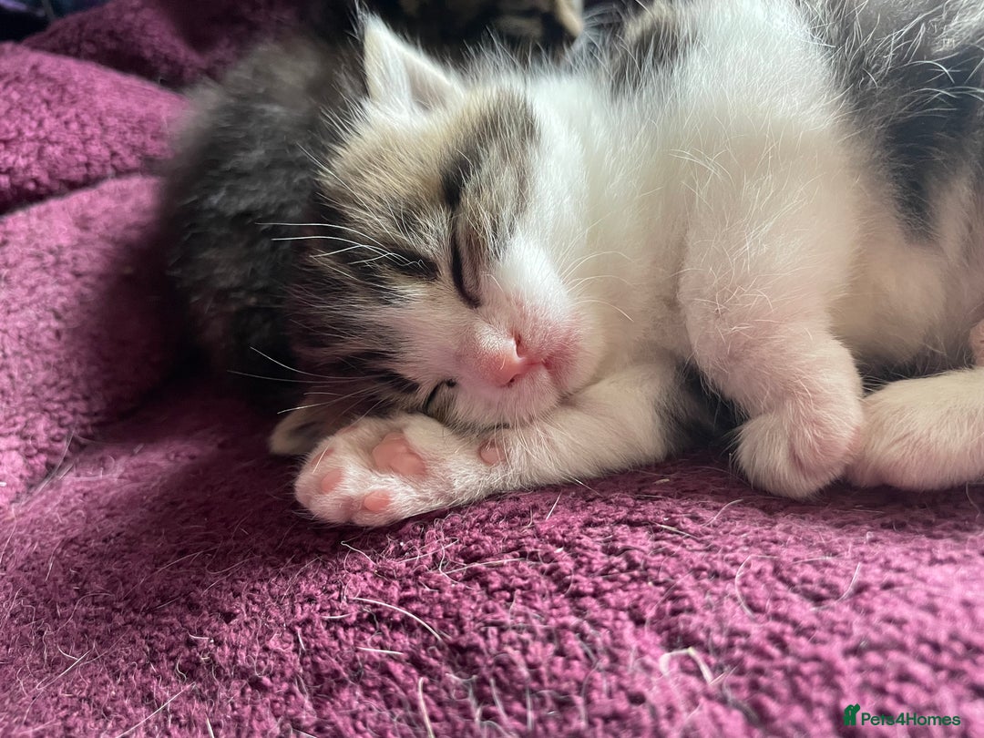 Domestic Shorthair cats for sale: 2 beautiful tabby girls for sale ready 11/09/25 - Image 3