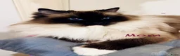 Ragdoll cats for sale: GCCF Sealpoint Lynx Mitted Ragdoll Kittens  - Advert 33