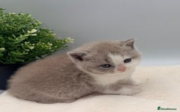 British Shorthair cats for sale: PEDIGREE REGISTERED CHUNKY BRITISH SHORTHAIRS  - Image 32