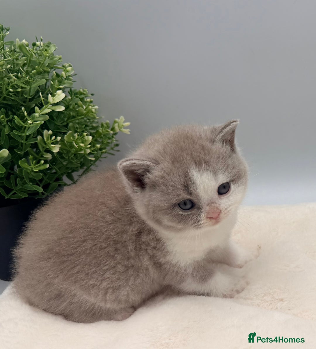 British Shorthair cats for sale: PEDIGREE REGISTERED CHUNKY BRITISH SHORTHAIRS  - Image 32