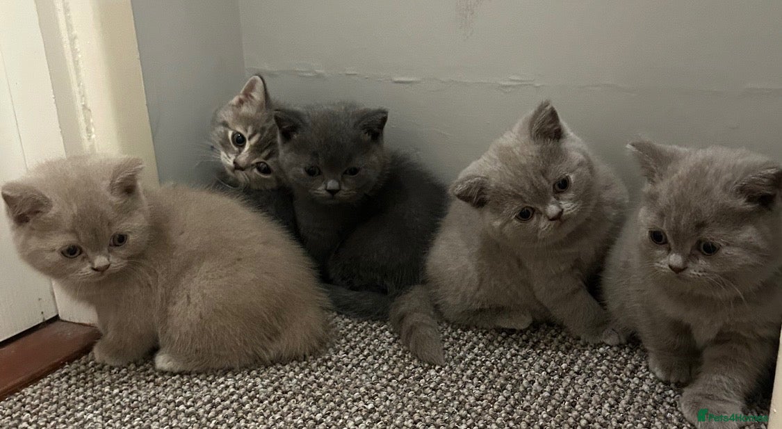 British Shorthair cats Beautiful British Shorthair kittens - Advert 1