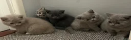 British Shorthair cats for sale: Beautiful British Shorthair kittens - Advert 1
