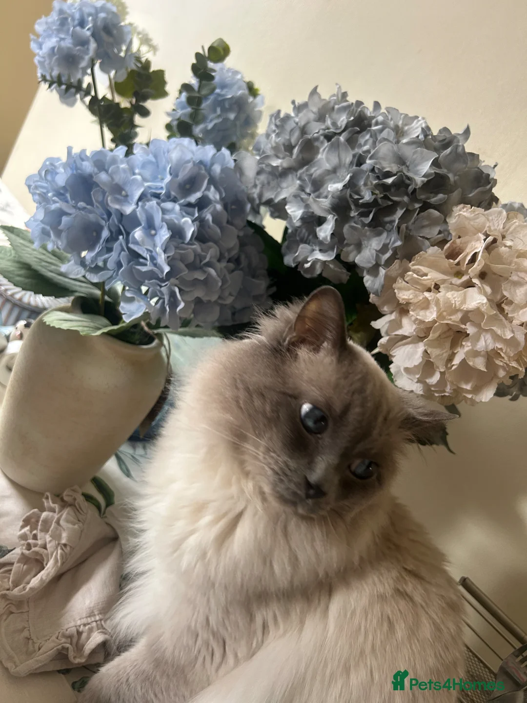 RagaMuffin cats for sale: Beautiful 3/4 ragdoll kittens for sale - Advert 2