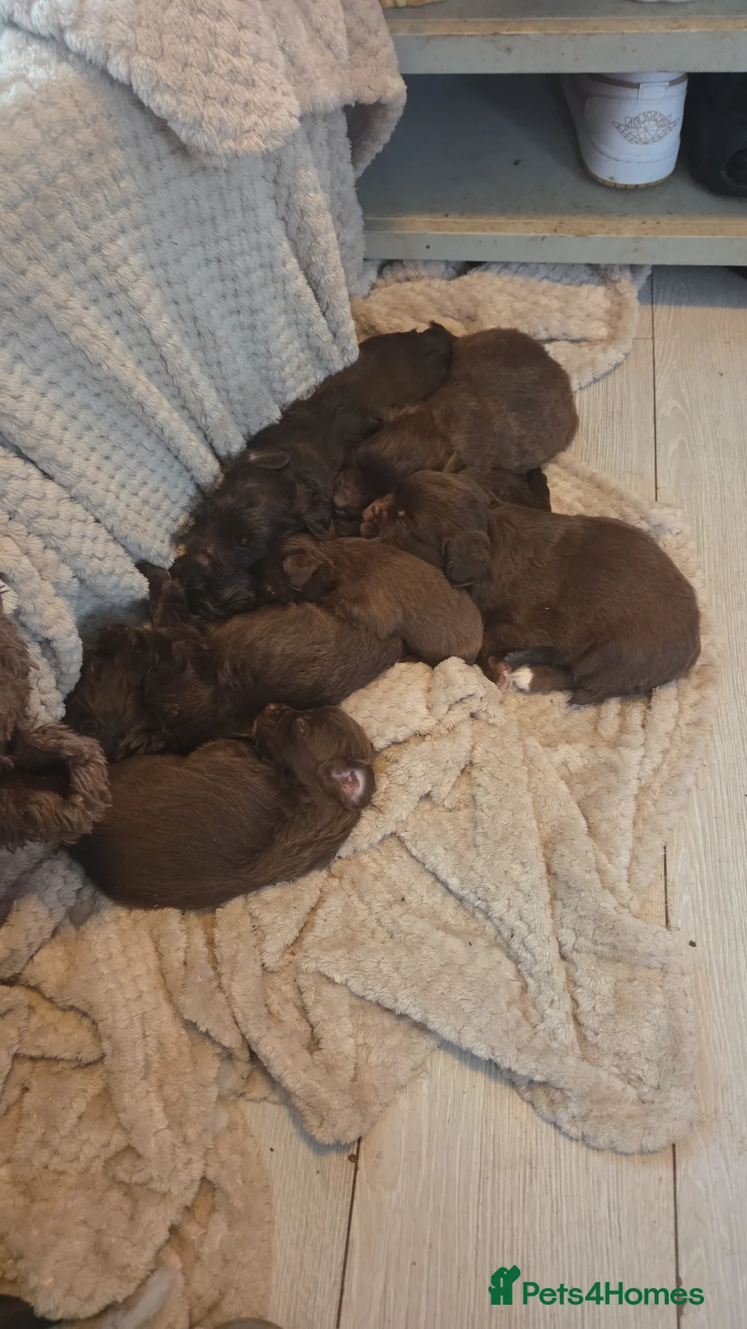 Cockapoo dogs for sale: Cockapoo puppies  - Advert 8