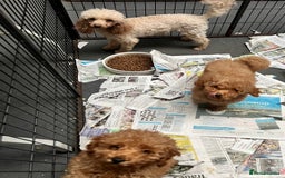 Toy Poodle dogs for sale: Top Quality KC Reg Red/Apricot Toy Poodles - Image 8